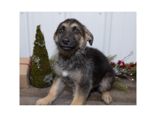 German Shepherd Dog DOG Male Black / Tan 13642 Petland Fairfield, Ohio