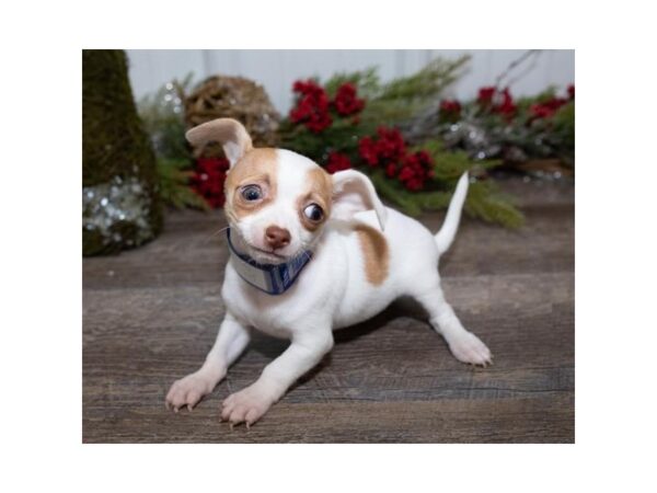 Chihuahua DOG Female White / Brown 13649 Petland Fairfield, Ohio