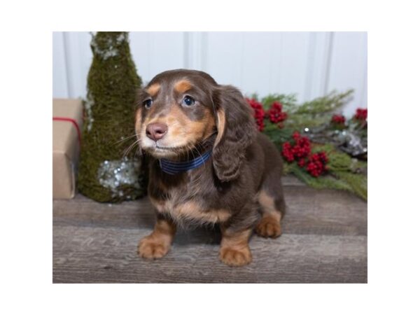 Dachshund-DOG-Female-Chocolate / Tan-13644-Petland Fairfield, Ohio