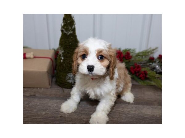 Cavapoo DOG Female Blenheim 13641 Petland Fairfield, Ohio