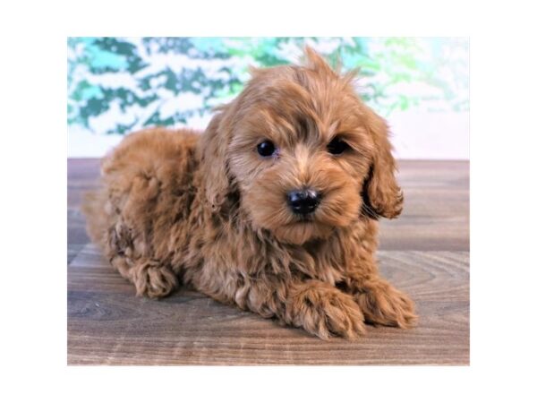 Goldendoodle Mini 2nd Gen DOG Male Red 13647 Petland Fairfield, Ohio