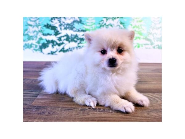 Pomeranian DOG Male Cream 13651 Petland Fairfield, Ohio