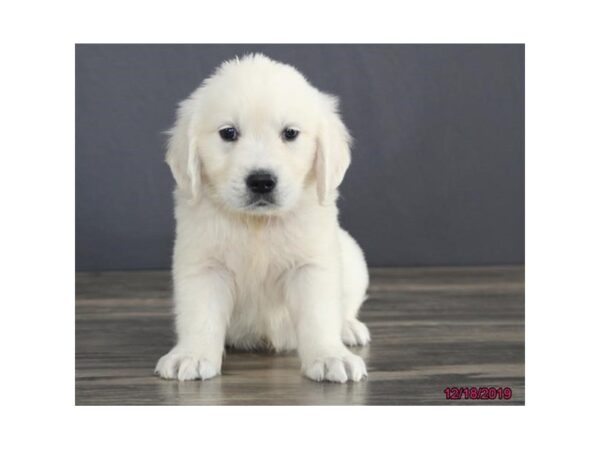 Golden Retriever DOG Male Cream 13661 Petland Fairfield, Ohio