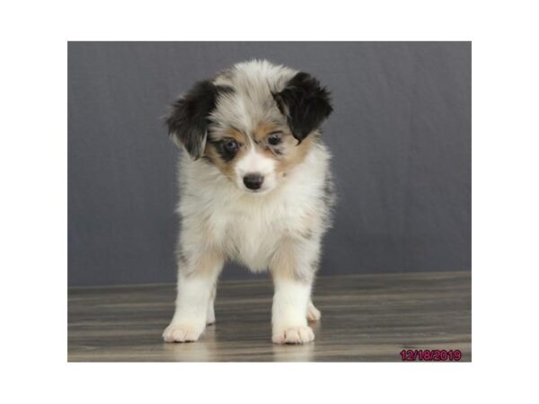 Miniature Australian Shepherd DOG Female Blue Merle 13664 Petland Fairfield, Ohio