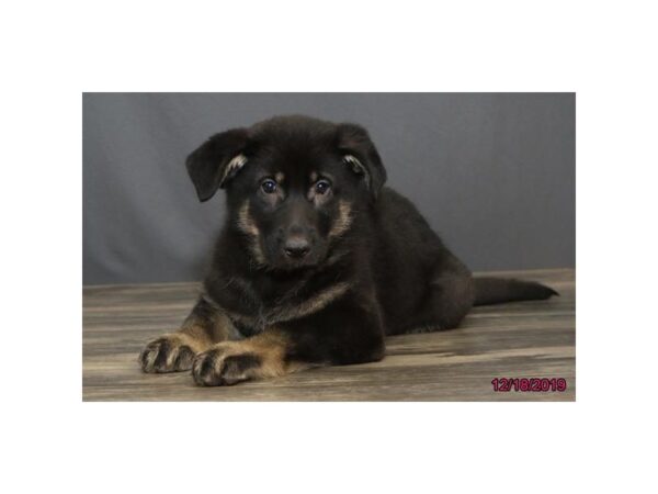 German Shepherd Dog DOG Female Black / Tan 13653 Petland Fairfield, Ohio