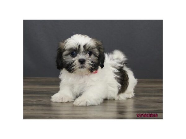 Shih Tzu DOG Female Liver / White 13660 Petland Fairfield, Ohio