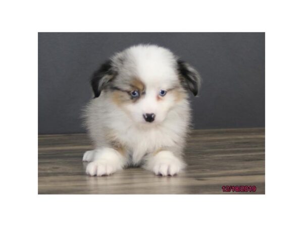 Miniature Australian Shepherd-DOG-Male-Blue Merle-13663-Petland Fairfield, Ohio