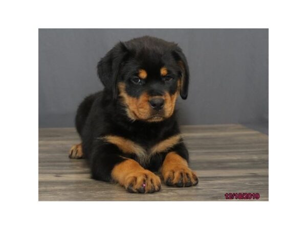 Rottweiler DOG Female Black / Tan 13658 Petland Fairfield, Ohio