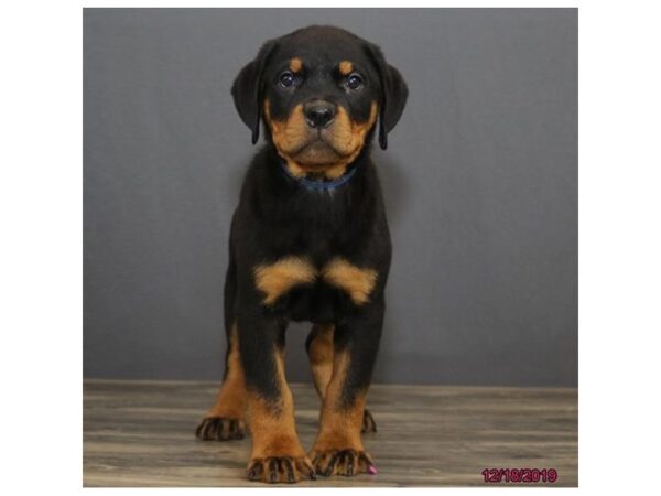 Rottweiler-DOG-Male-Black / Tan-13657-Petland Fairfield, Ohio