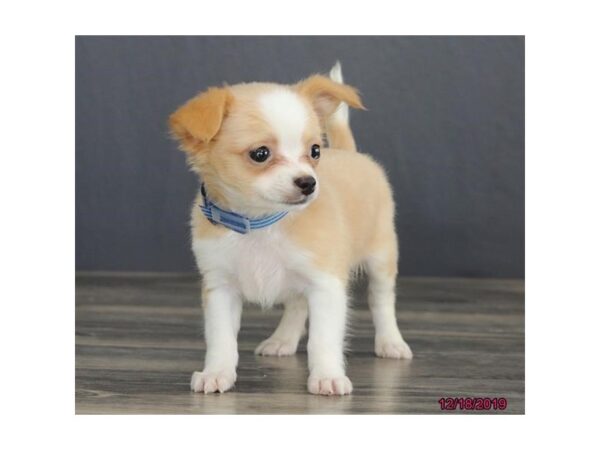 Chihuahua-DOG-Male-Fawn-13654-Petland Fairfield, Ohio