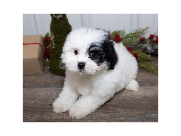 Teddy Bear DOG Male Black / White 13643 Petland Fairfield, Ohio