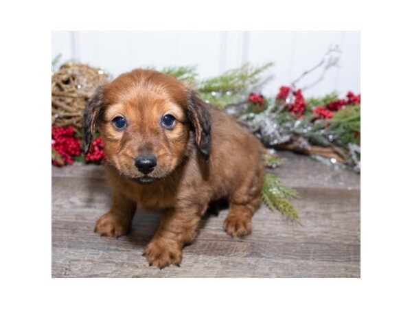 Dachshund-DOG-Male-Wild Boar-13645-Petland Fairfield, Ohio