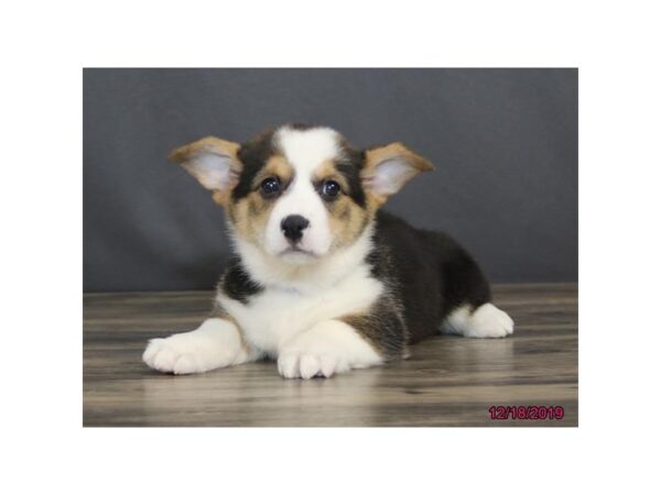 Pembroke Welsh Corgi DOG Female Black 13656 Petland Fairfield, Ohio