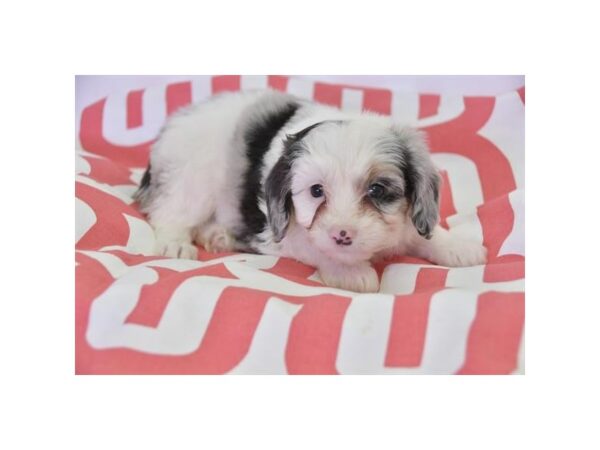 Miniature Australian Shepherd/Poodle-DOG-Female-Blue Merle-13662-Petland Fairfield, Ohio