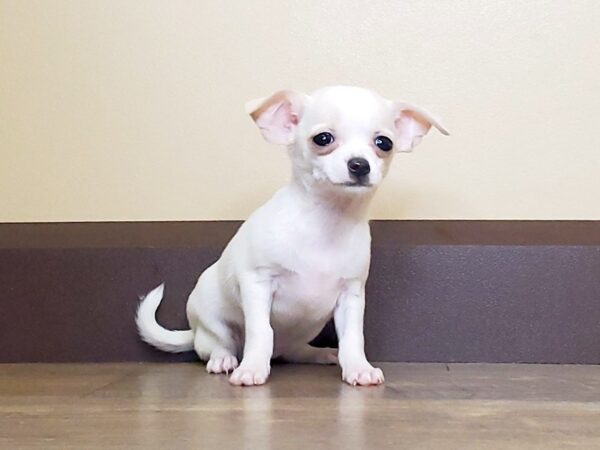 Chihuahua DOG Female White 13655 Petland Fairfield, Ohio