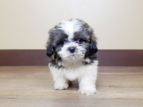 Teddy Bear DOG Male BROWN WHITE 13640 Petland Fairfield, Ohio