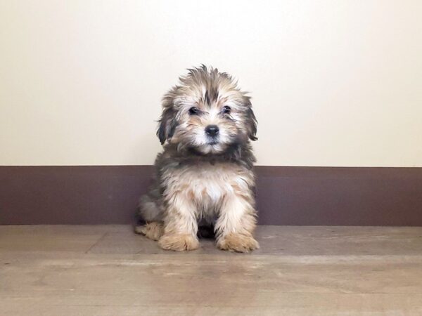 Morkie DOG Male Red Sable 13666 Petland Fairfield, Ohio