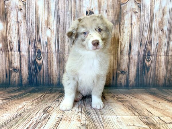 Australian Shepherd DOG Male Red Merle 13774 Petland Fairfield, Ohio