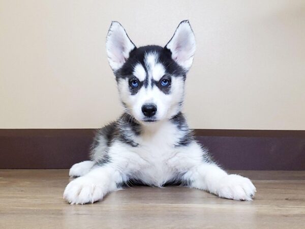 Siberian Husky DOG Female Black White 13668 Petland Fairfield, Ohio