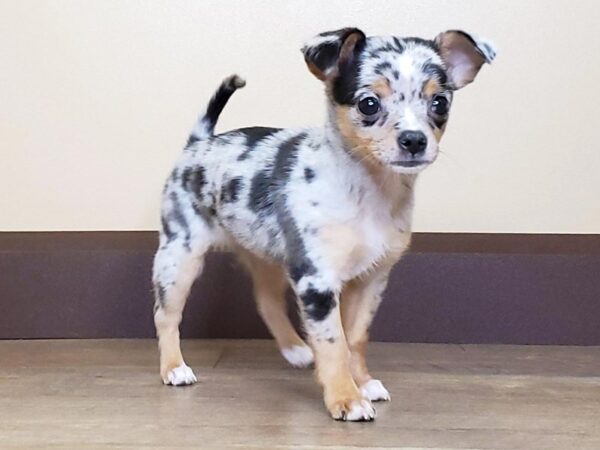 Chihuahua DOG Female BLUE MERLE 13639 Petland Fairfield, Ohio