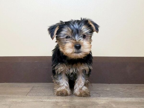 Yorkshire Terrier DOG Male BLK TAN 13676 Petland Fairfield, Ohio