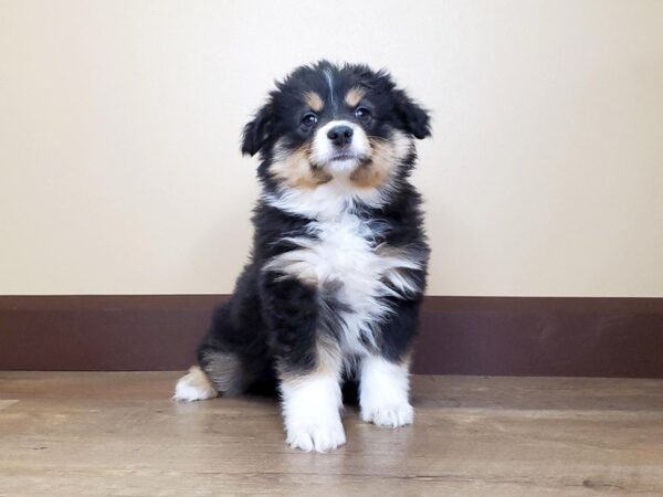 Mini Aussie DOG Female TRI 13673 Petland Fairfield, Ohio