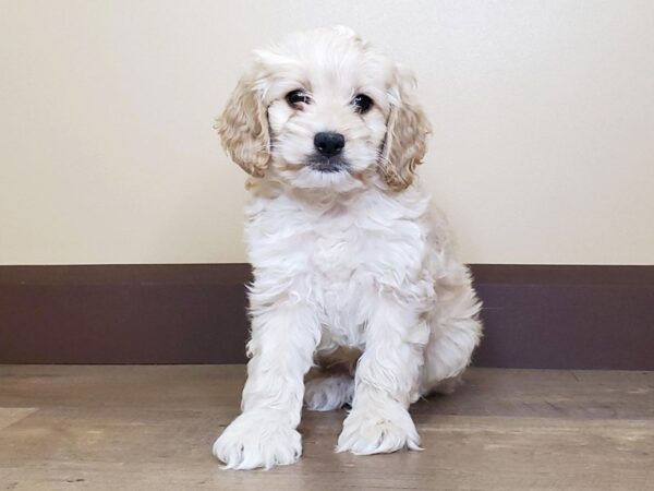 Cockadoodle-DOG-Male-APRICOT-13672-Petland Fairfield, Ohio