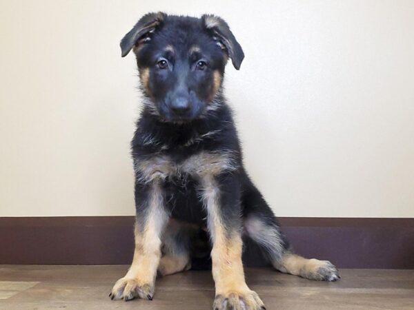 German Shepherd DOG Female Black & Tan 13671 Petland Fairfield, Ohio