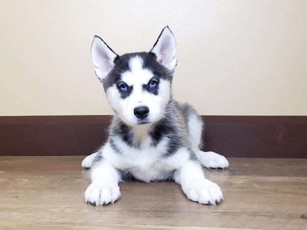 Siberian Husky DOG Female Black White 13669 Petland Fairfield, Ohio