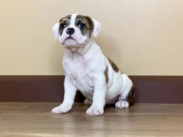 Mini Bulldog DOG Female Brindle & White 13702 Petland Fairfield, Ohio