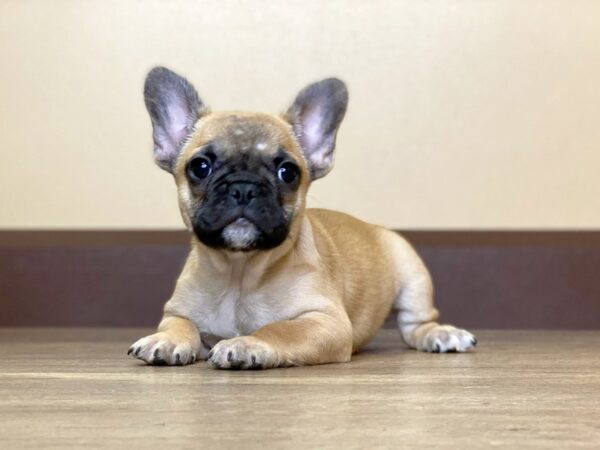 French Bulldog DOG Female FAWN 13700 Petland Fairfield, Ohio