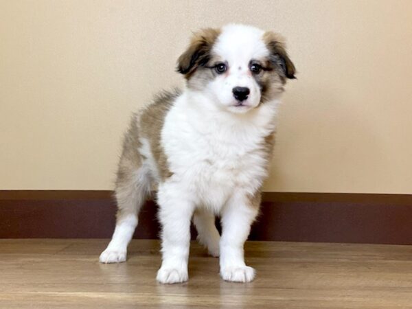 Aussiemo-DOG-Female-Brindle & White-13697-Petland Fairfield, Ohio