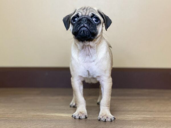 Pug DOG Male FAWN:BLACK MASK 13692 Petland Fairfield, Ohio