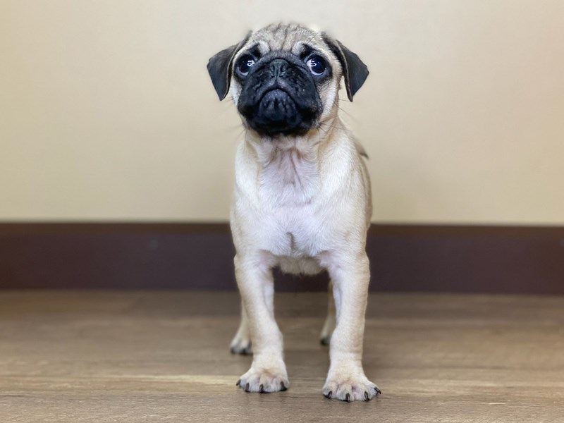 Pug Puppy FAWN:BLACK MASK ID:13692 Located at Petland Fairfield, Ohio