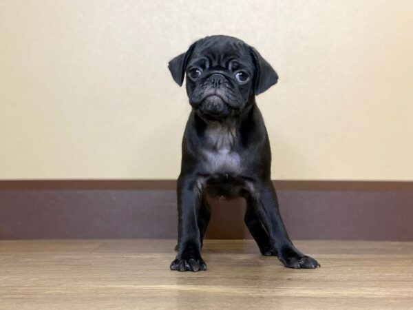 Pug DOG Male Black 13691 Petland Fairfield, Ohio