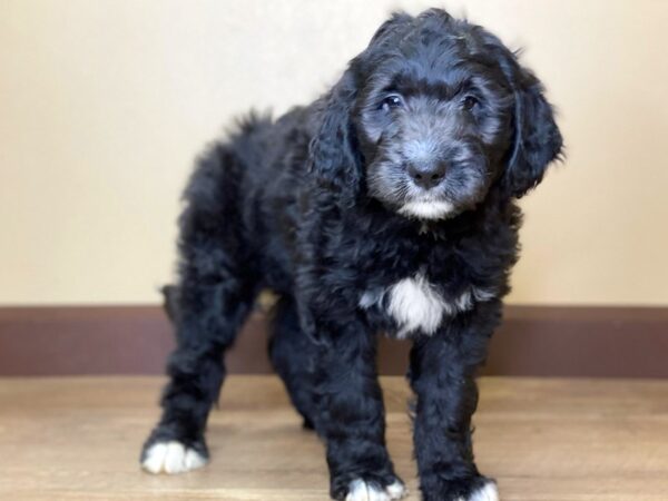 Bernadoodle DOG Male Black & White 13686 Petland Fairfield, Ohio