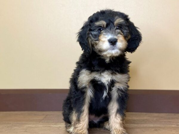 Bernadoodle DOG Female BLACK/TAN/WHITE 13685 Petland Fairfield, Ohio