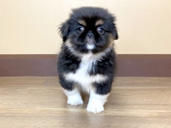 Pekingese DOG Male BLACK/TAN/WHITE 13684 Petland Fairfield, Ohio