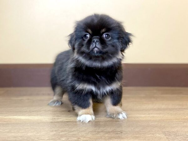 Pekingese DOG Female BLACK/TAN/WHITE 13683 Petland Fairfield, Ohio