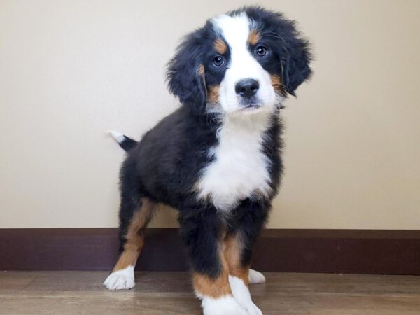 Bernese Mountain Dog DOG Female BLACK/TAN/WHITE 13681 Petland Fairfield, Ohio