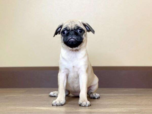 Pug DOG Female FAWN:BLACK MASK 13677 Petland Fairfield, Ohio