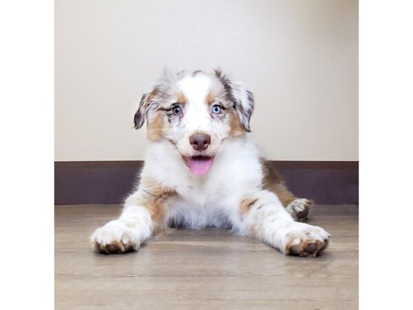 Aussie DOG Male Red Merle 13637 Petland Fairfield, Ohio