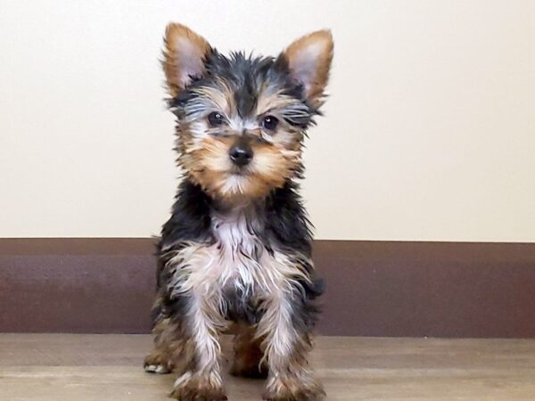 Yorkshire Terrier DOG Male Black and Tan 13706 Petland Fairfield, Ohio