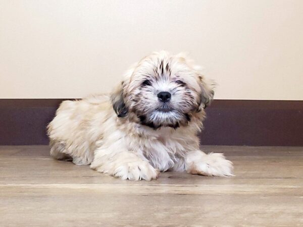 Havanese / Shih Tzu DOG Male Light Brown 13704 Petland Fairfield, Ohio