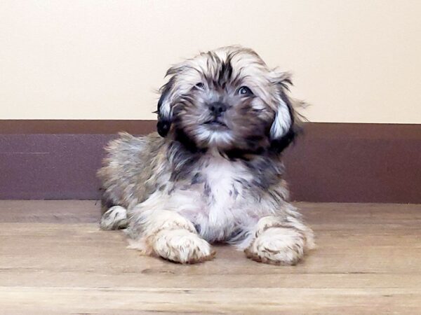 Havanese / Shih Tzu DOG Female 13703 Petland Fairfield, Ohio