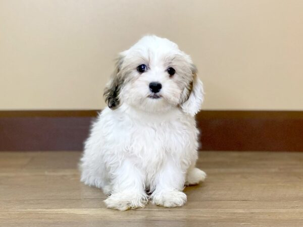 Bichon/Shih Tzu DOG Female CREAM & WHITE 13687 Petland Fairfield, Ohio