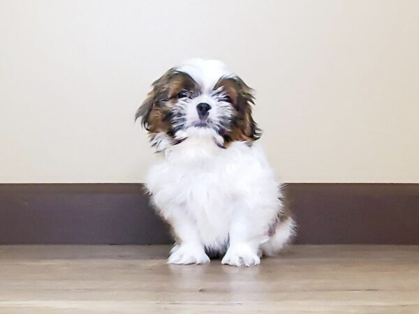 Shih Tzu DOG Male Chocolate & White 13711 Petland Fairfield, Ohio