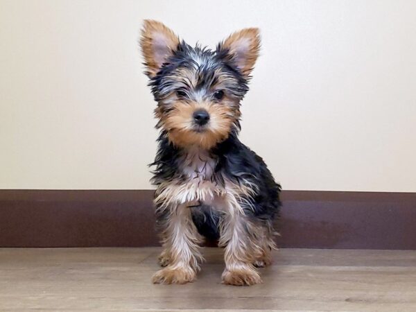 Yorkshire Terrier DOG Female Black and Tan 13707 Petland Fairfield, Ohio