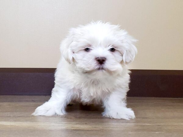 Teddy Bear DOG Male CREAM WHITE 13719 Petland Fairfield, Ohio