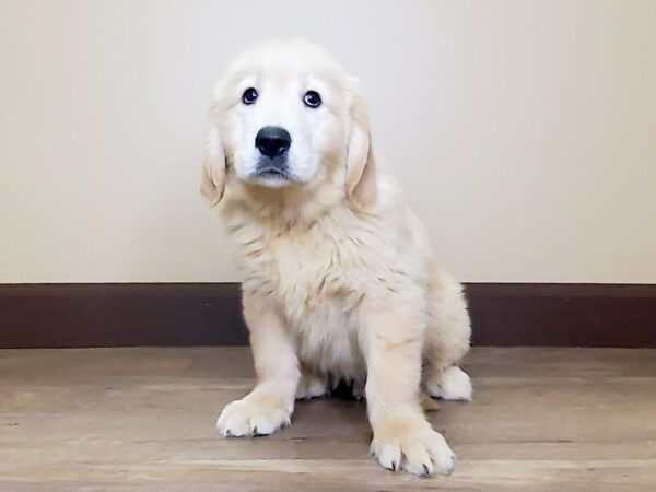 Golden Retriever DOG Male Golden 13716 Petland Fairfield, Ohio